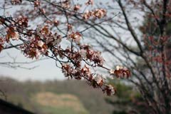 桜の開花.jpg
